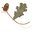 Cullen Wines