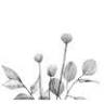 cultivate floral