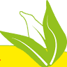 Curry Leaves