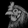 Daddy Poule