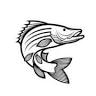 Daintree Saltwater Barramundi Fish Farms