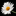 Daisy Chain Florist Orihuela Costa