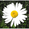 Daisy Sew