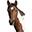 Dany Charette Instructeur Western