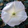 Datura Therapeutic Day Spa