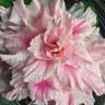 David-Curtis School of Floral