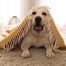 davidgreencleaning - Ipswich, Suffolk