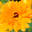 De Goudsblomme