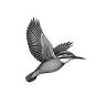 B&B De ijsvogel Oosterbeek