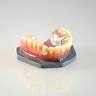Dental ZIPS Zahntechnik