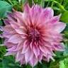 Detroit Abloom - Hoophouse and Headquarters