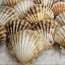 Devon Quality Fish