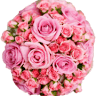 Die Blume Bamberg