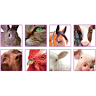 Dierenkliniek Gorssel