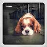 Dog Days of Sommer
