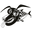 Dogfish