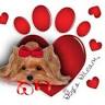 Dogs Dream Boutique