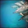 Dolphin Touch GmbH