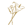 Domaine Rosaroum