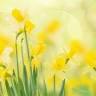 Les Jonquilles