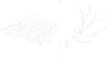 Dove + Deer