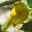 Down East Bird Watching & Nature Tours