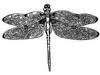 Dragonfly Design and Build LLC