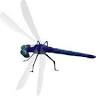 Dragonfly Springbrook Cottage