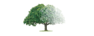 Driscoll Funeral Home and Cremation Service