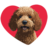D’ Shalom Goldendoodles