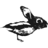 Duck Rabbit Coffee