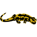 Salamander
