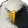 Eagle Electric Inc