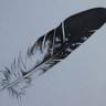 Eagle Plume's