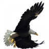 Eagle Accounts Group, Inc.
