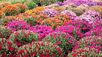 Earth Touch Gardens