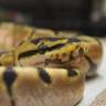 E.C-REPTILES
