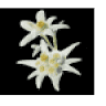 Edelweiss Alm Hohegeiß