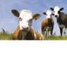 Epagri Elevage BD DISTRIBUTION