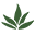 El Agave