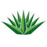 El Agave