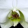 Elegant Orchids
