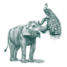 The Elephant and Peacock