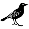 El Hornero de Roque Pérez