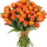 Elite Flora