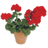El vivero diseño