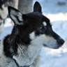 Chilly Dogs Sled Dog Trips