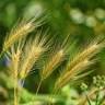 Enterprise Ag Strategies