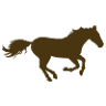 Equestrian Products