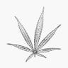 euphoria - hemp concept store